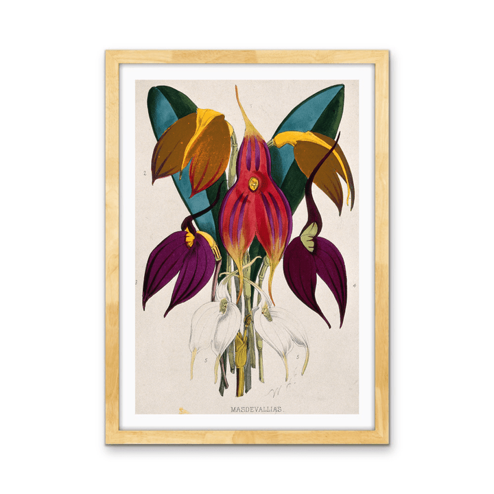 Five Tropical Orchids, Coloured Lithograph, c. 1873, After W. Fitch - Stretched Canvas or Wall Art Print - I Heart Wall Art - Poster Print, Canvas Print or Framed Art Print