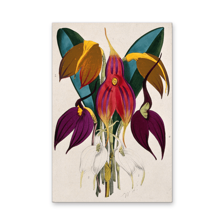 Five Tropical Orchids, Coloured Lithograph, c. 1873, After W. Fitch - Stretched Canvas or Wall Art Print - I Heart Wall Art - Poster Print, Canvas Print or Framed Art Print
