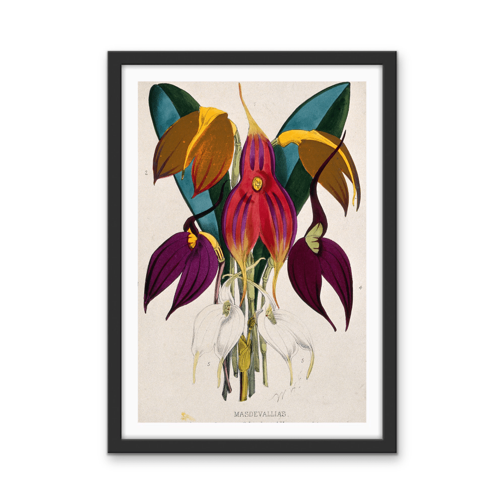 Five Tropical Orchids, Coloured Lithograph, c. 1873, After W. Fitch - Stretched Canvas or Wall Art Print - I Heart Wall Art - Poster Print, Canvas Print or Framed Art Print