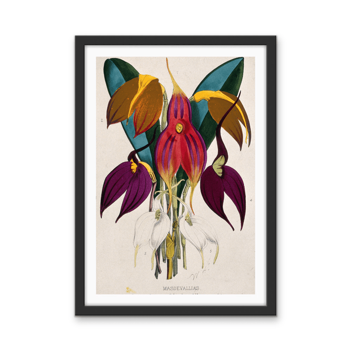 Five Tropical Orchids, Coloured Lithograph, c. 1873, After W. Fitch - Stretched Canvas or Wall Art Print - I Heart Wall Art - Poster Print, Canvas Print or Framed Art Print