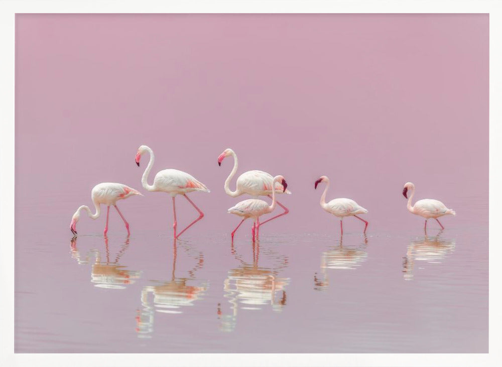 Flamingos - Stretched Canvas, Poster or Fine Art Print I Heart Wall Art