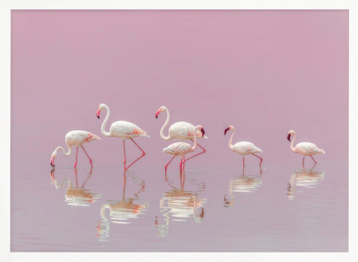 Flamingos - Stretched Canvas, Poster or Fine Art Print I Heart Wall Art
