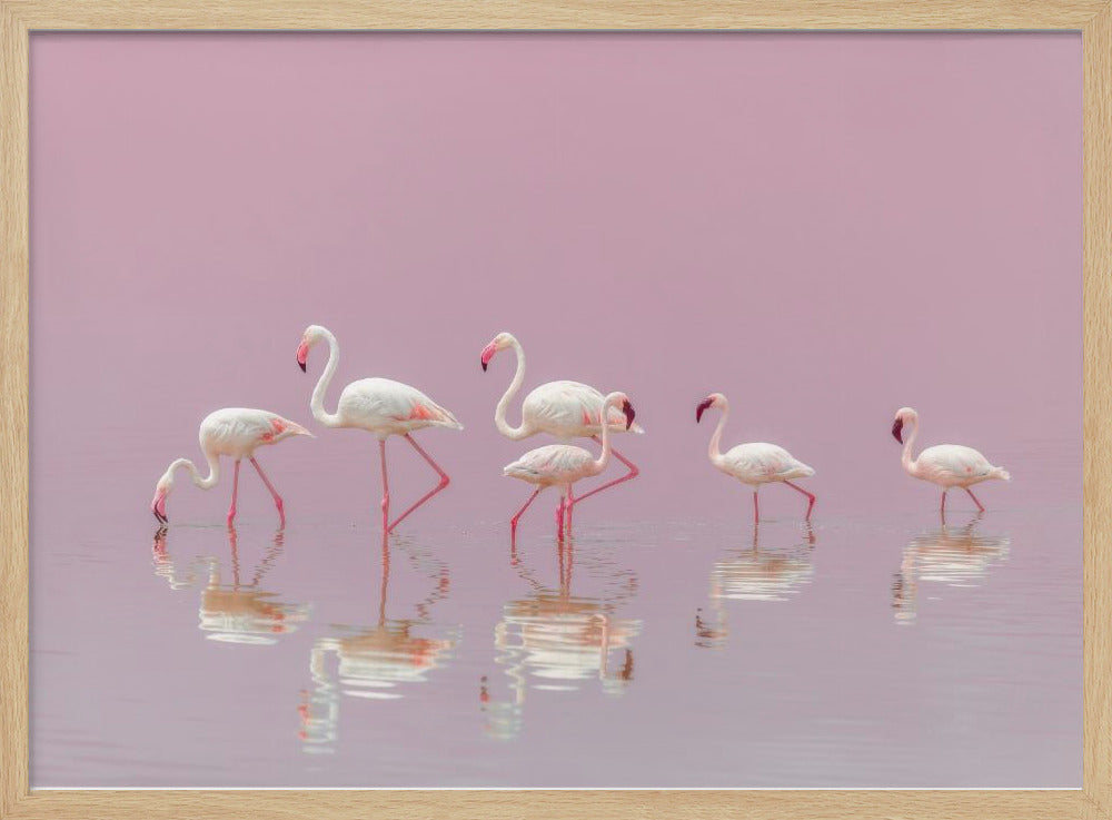 Flamingos - Stretched Canvas, Poster or Fine Art Print I Heart Wall Art