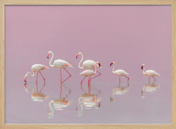 Flamingos - Stretched Canvas, Poster or Fine Art Print I Heart Wall Art
