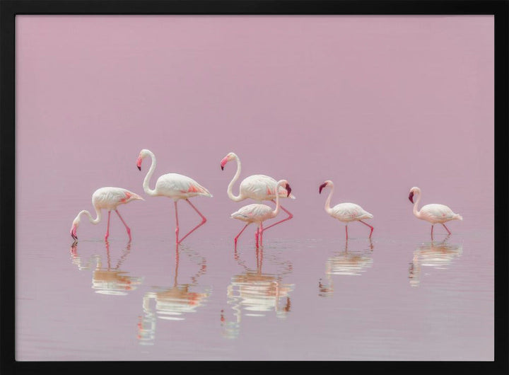 Flamingos - Stretched Canvas, Poster or Fine Art Print I Heart Wall Art