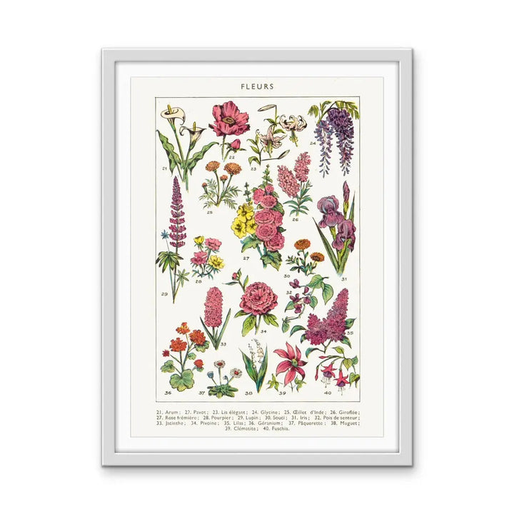 Fleurs 2 French Vintage Botanical Illustration - Stretched Canvas Print or Framed Fine Art Print - Artwork I Heart Wall Art Australia