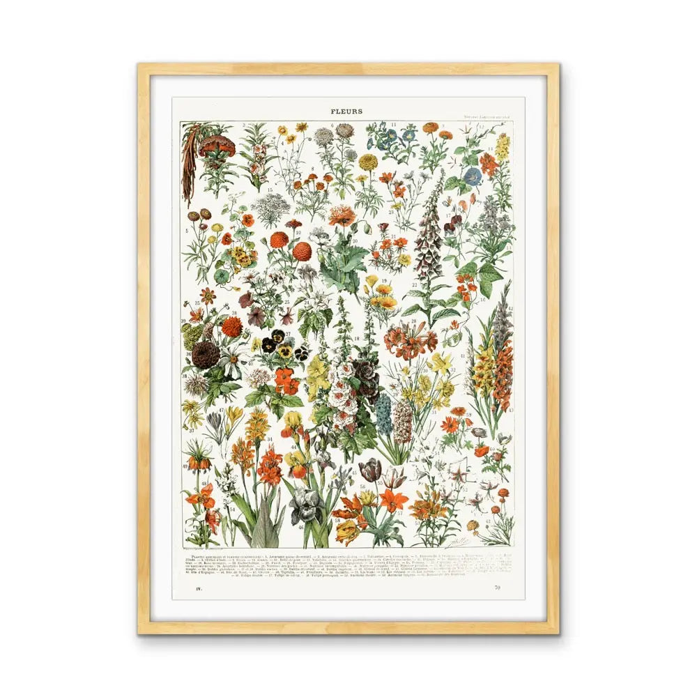 Fleurs By Adolphe Millott - Stretched Canvas Print or Framed Fine Art Print - Artwork I Heart Wall Art Australia