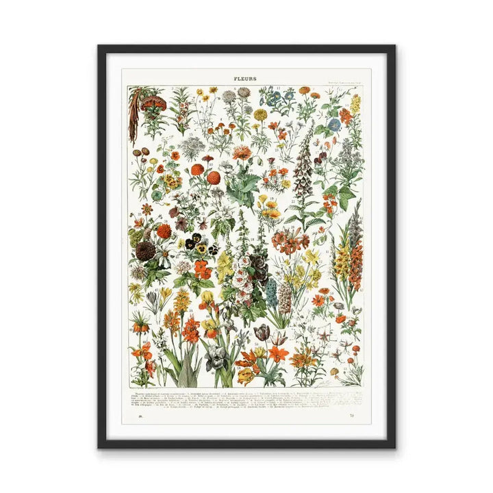 Fleurs By Adolphe Millott - Stretched Canvas Print or Framed Fine Art Print - Artwork I Heart Wall Art Australia