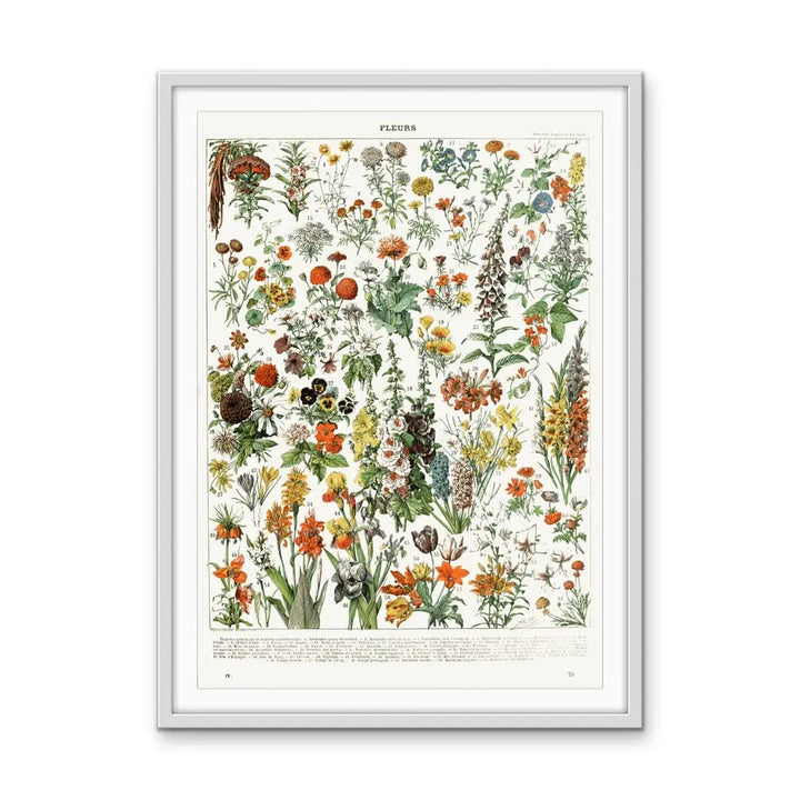 Fleurs By Adolphe Millott - Stretched Canvas Print or Framed Fine Art Print - Artwork I Heart Wall Art Australia