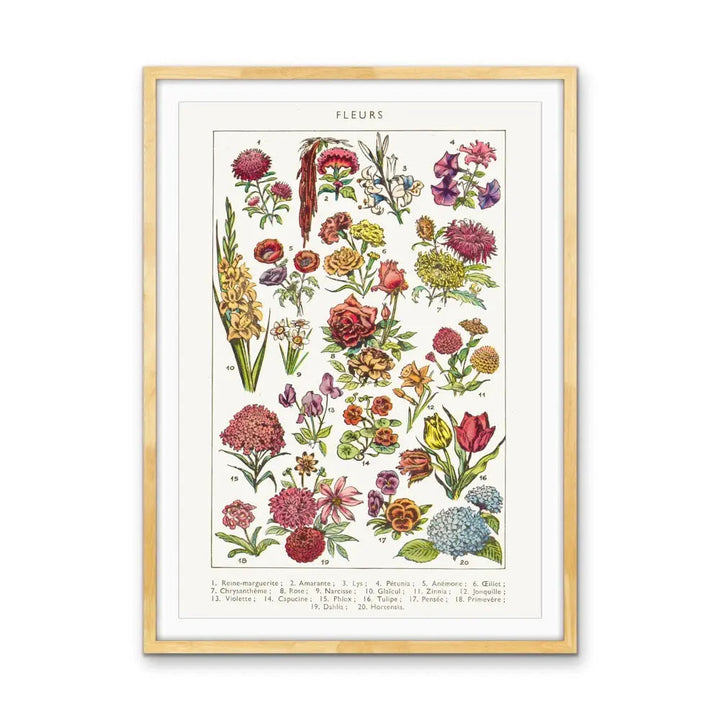 Fleurs French Vintage Botanical Illustration - Stretched Canvas Print or Framed Fine Art Print - Artwork I Heart Wall Art Australia