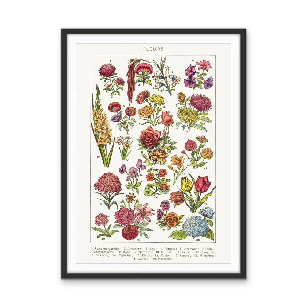 Fleurs French Vintage Botanical Illustration - Stretched Canvas Print or Framed Fine Art Print - Artwork I Heart Wall Art Australia