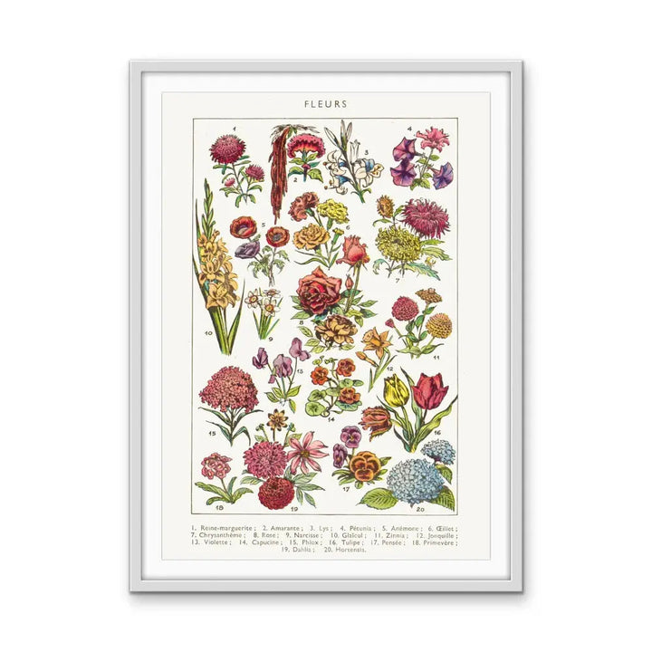 Fleurs French Vintage Botanical Illustration - Stretched Canvas Print or Framed Fine Art Print - Artwork I Heart Wall Art Australia