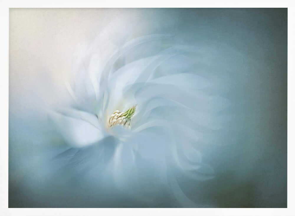 Floral Ballet - Photographic Stretched Canvas Poster or Fine Art Print