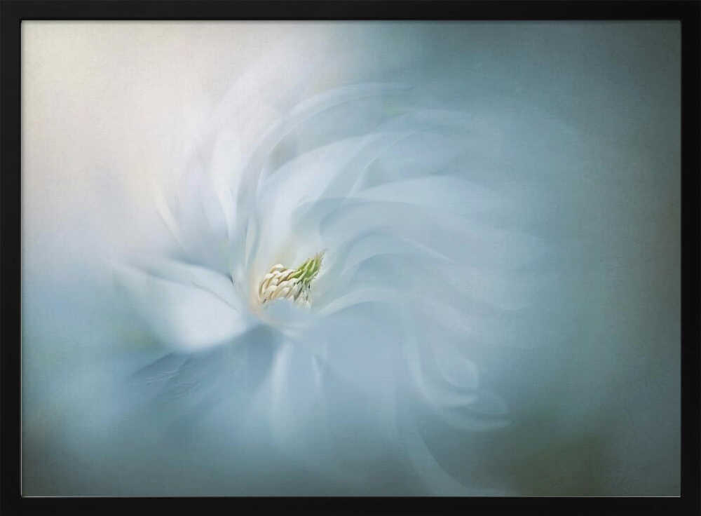 Floral Ballet - Photographic Stretched Canvas Poster or Fine Art Print