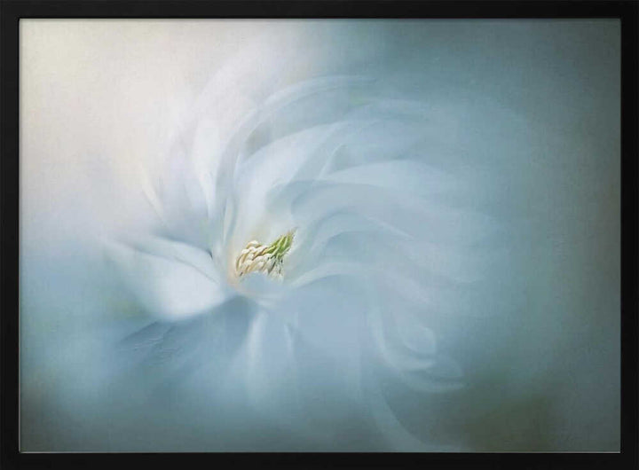 Floral Ballet - Photographic Stretched Canvas Poster or Fine Art Print