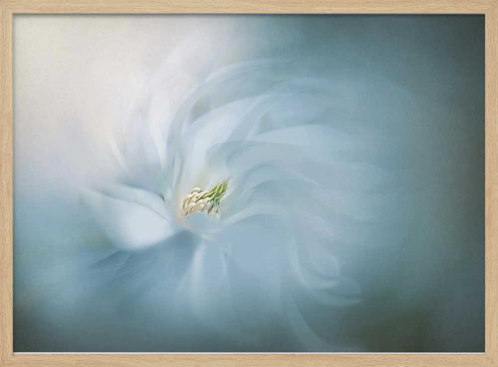Floral Ballet - Photographic Stretched Canvas Poster or Fine Art Print