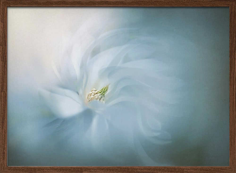 Floral Ballet - Photographic Stretched Canvas Poster or Fine Art Print