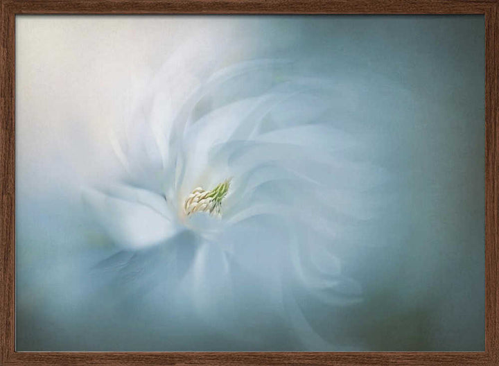 Floral Ballet - Photographic Stretched Canvas Poster or Fine Art Print