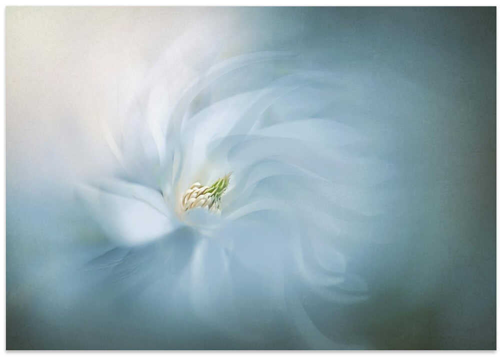 Floral Ballet - Photographic Stretched Canvas Poster or Fine Art Print