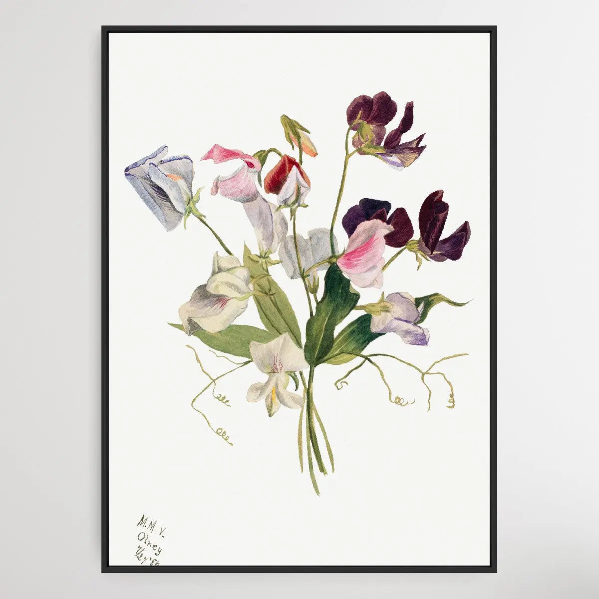 Flower Study (1886) by Mary Vaux Walcott I Heart Wall Art Australia 
