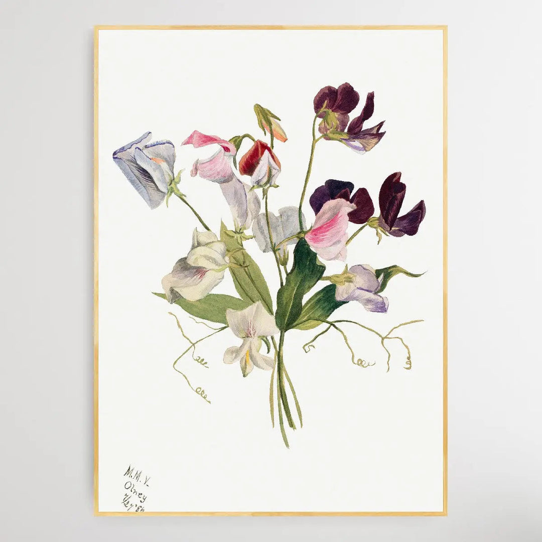 Flower Study (1886) by Mary Vaux Walcott I Heart Wall Art Australia 