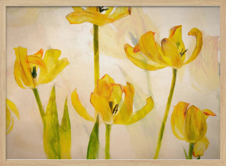 Flowering tulips - Stretched Canvas, Poster or Fine Art Print I Heart Wall Art