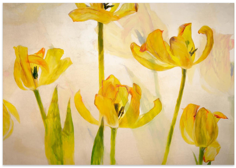 Flowering tulips - Stretched Canvas, Poster or Fine Art Print I Heart Wall Art