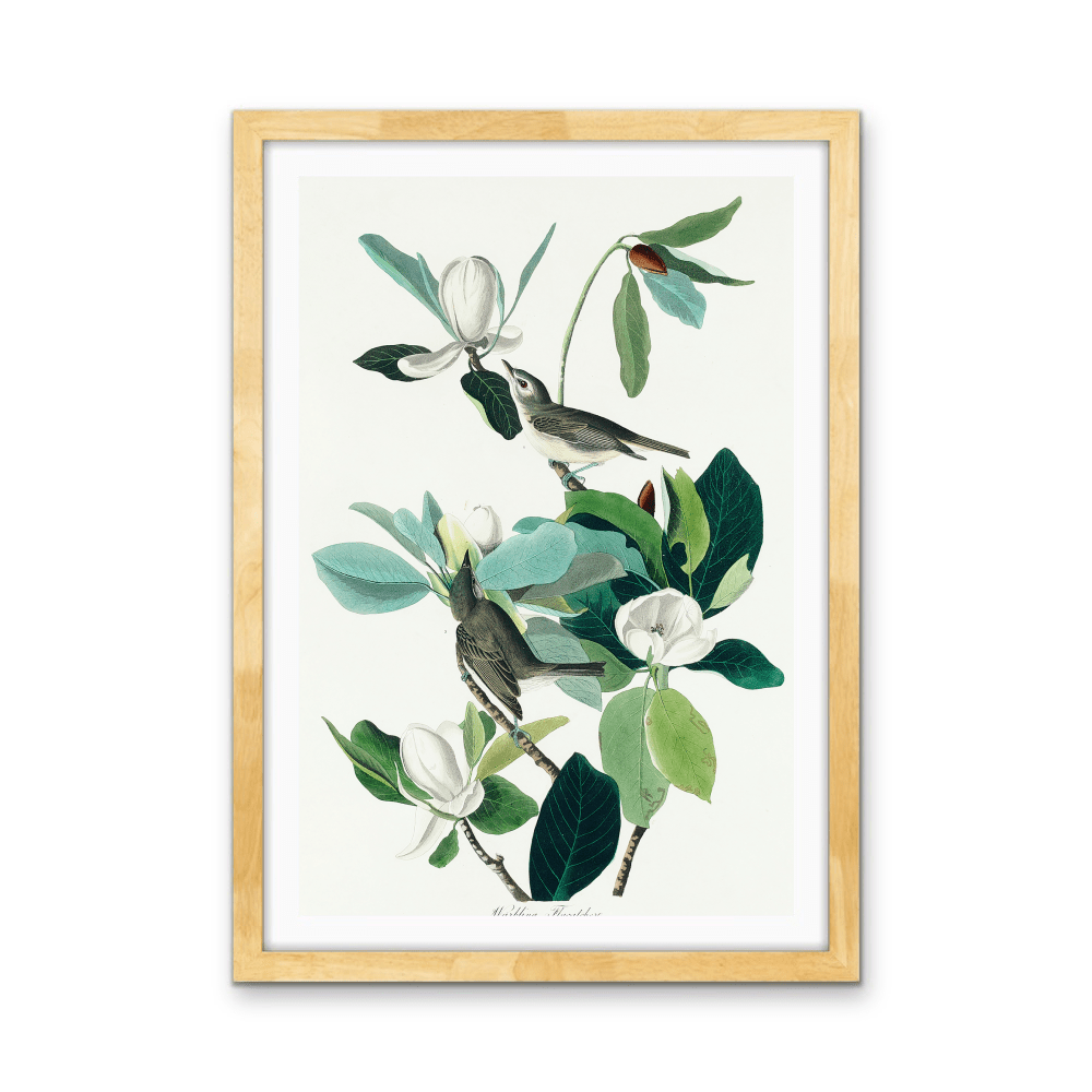 Flying Warbler by John James Audubon - Stretched Canvas or Framed Fine Art Print - I Heart Wall Art - Poster Print, Canvas Print or Framed Art Print