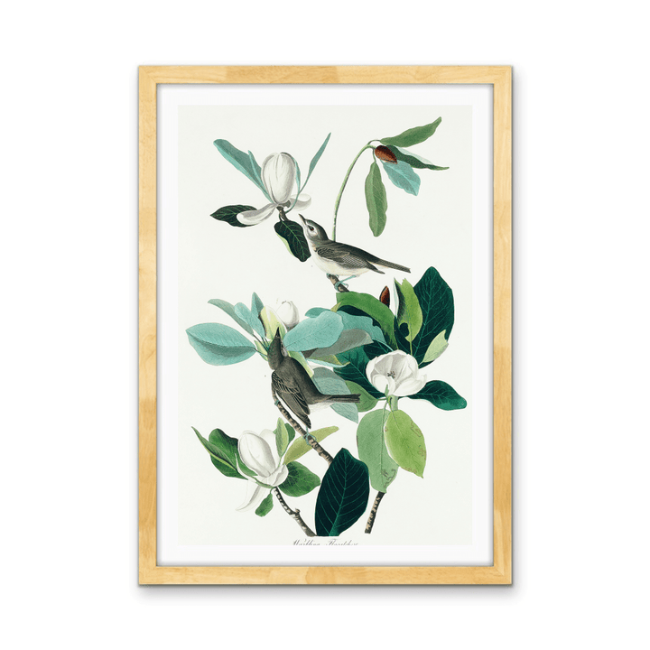 Flying Warbler by John James Audubon - Stretched Canvas or Framed Fine Art Print - I Heart Wall Art - Poster Print, Canvas Print or Framed Art Print