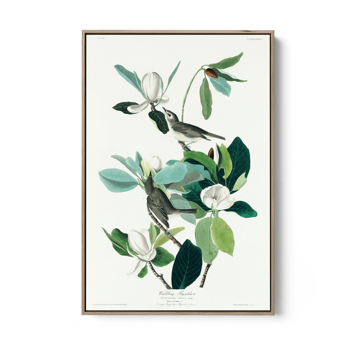 Flying Warbler by John James Audubon - Stretched Canvas or Framed Fine Art Print - I Heart Wall Art - Poster Print, Canvas Print or Framed Art Print