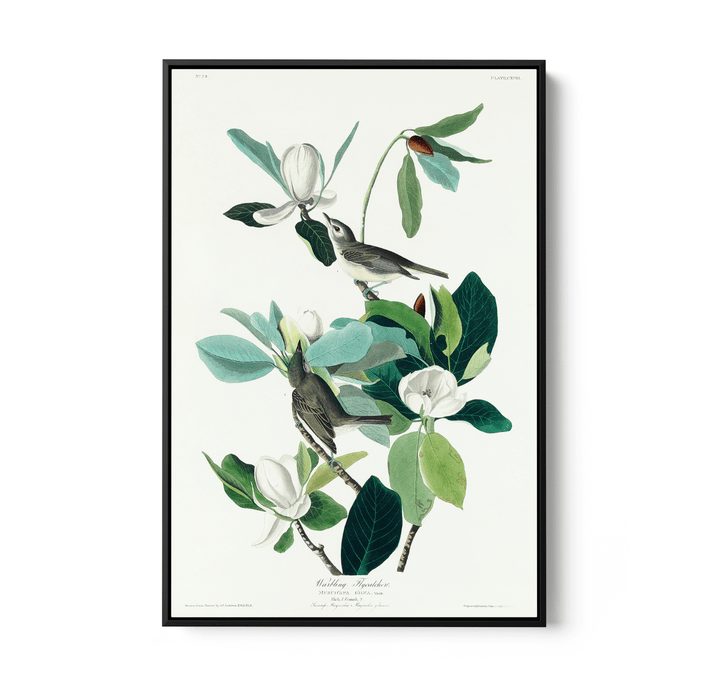 Flying Warbler by John James Audubon - Stretched Canvas or Framed Fine Art Print - I Heart Wall Art - Poster Print, Canvas Print or Framed Art Print