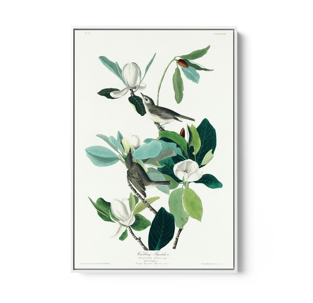 Flying Warbler by John James Audubon - Stretched Canvas or Framed Fine Art Print - I Heart Wall Art - Poster Print, Canvas Print or Framed Art Print