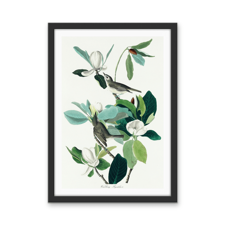Flying Warbler by John James Audubon - Stretched Canvas or Framed Fine Art Print - I Heart Wall Art - Poster Print, Canvas Print or Framed Art Print