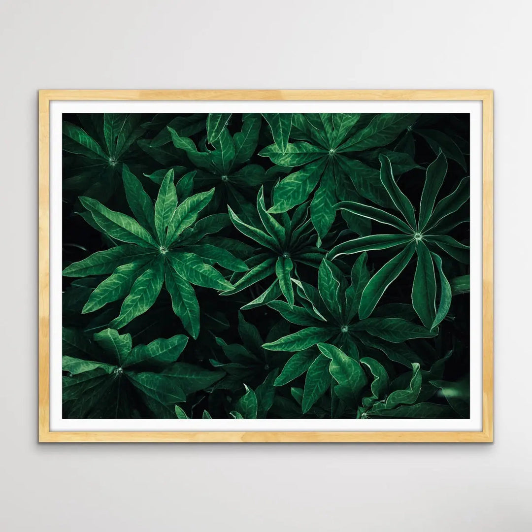 Foliage From Above - Aerial Photographic Print Of Green Plants I Heart Wall Art Australia 
