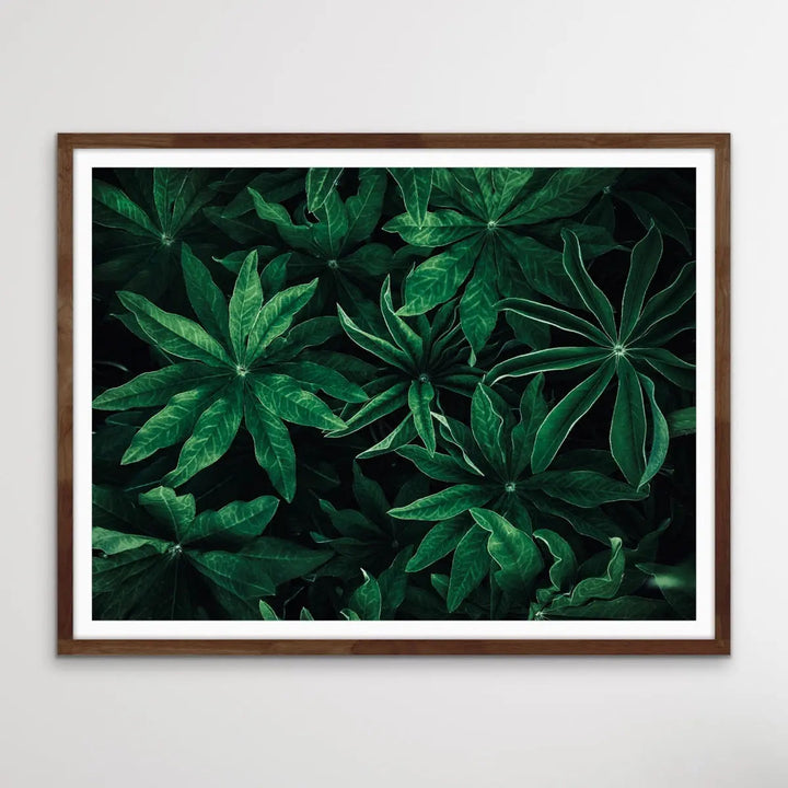 Foliage From Above - Aerial Photographic Print Of Green Plants I Heart Wall Art Australia 