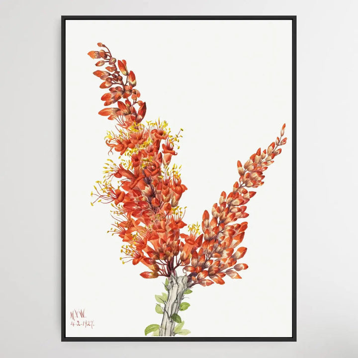 Fouquieria splendens (1927) by Mary Vaux Walcott I Heart Wall Art Australia 