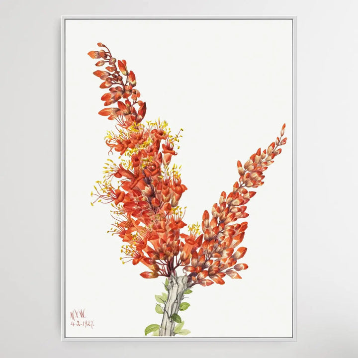 Fouquieria splendens (1927) by Mary Vaux Walcott I Heart Wall Art Australia 