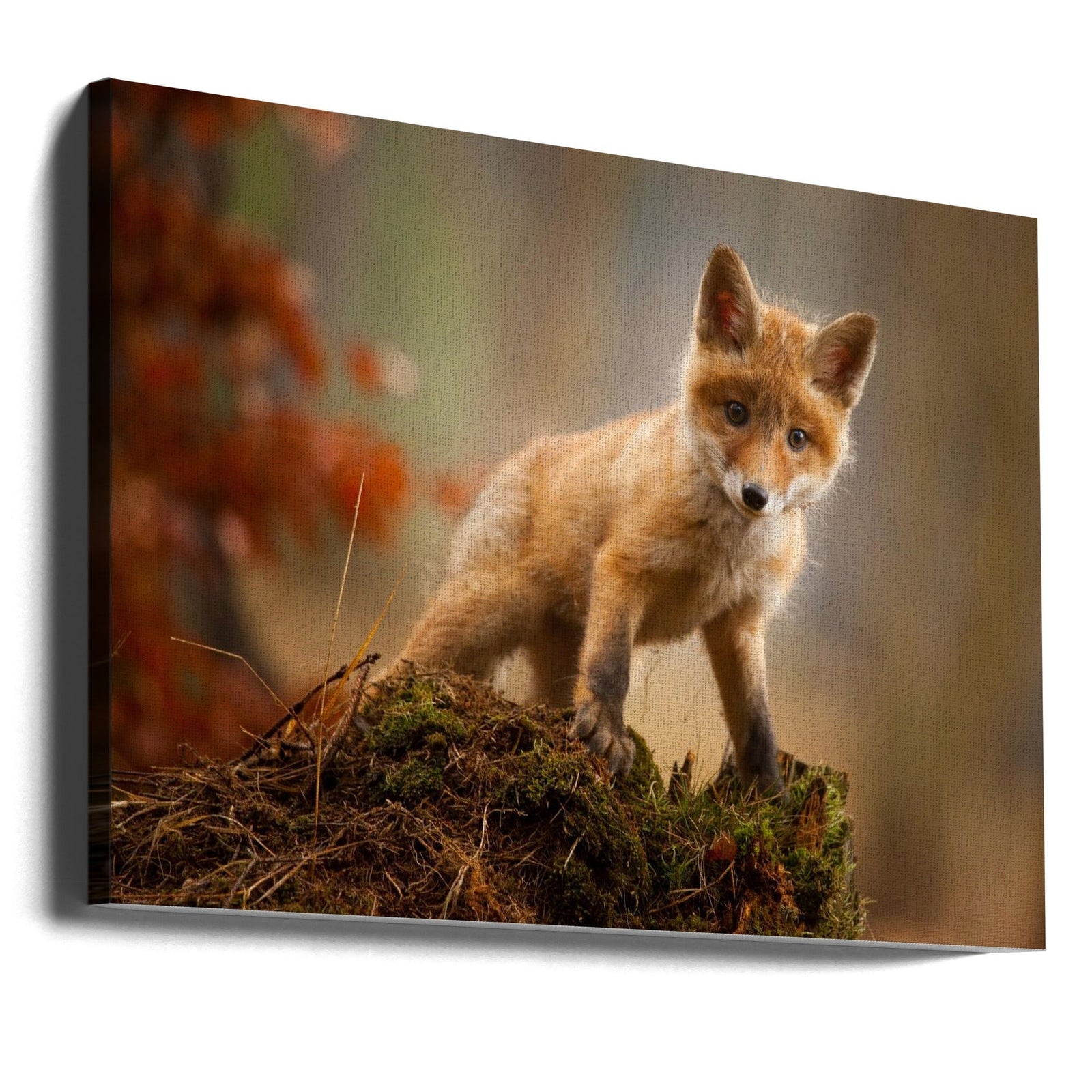 Fox - Stretched Canvas, Poster or Fine Art Print I Heart Wall Art