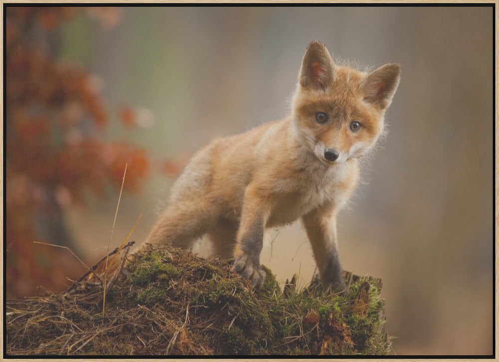 Fox - Stretched Canvas, Poster or Fine Art Print I Heart Wall Art