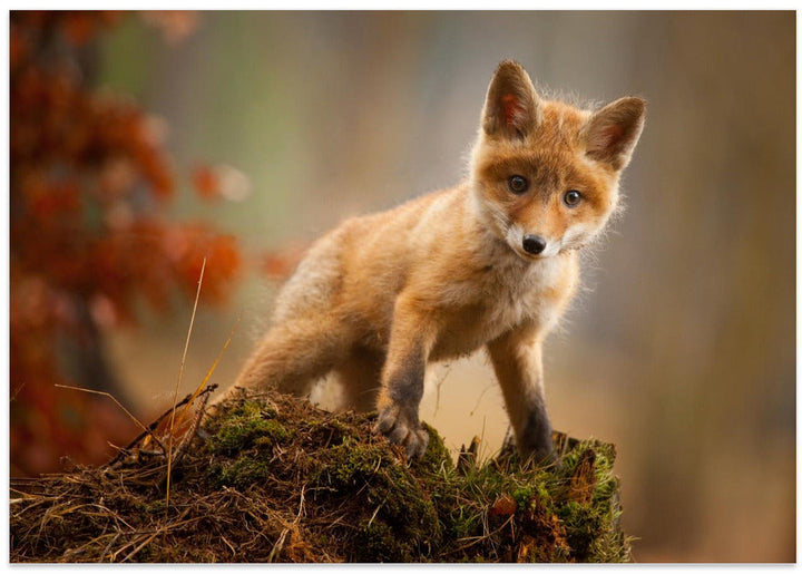 Fox - Stretched Canvas, Poster or Fine Art Print I Heart Wall Art