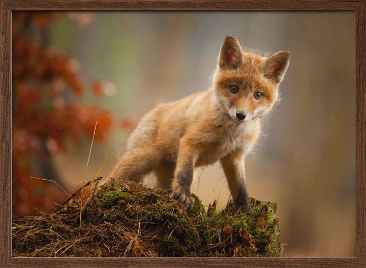 Fox - Stretched Canvas, Poster or Fine Art Print I Heart Wall Art