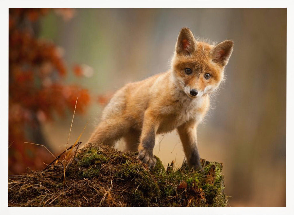 Fox - Stretched Canvas, Poster or Fine Art Print I Heart Wall Art