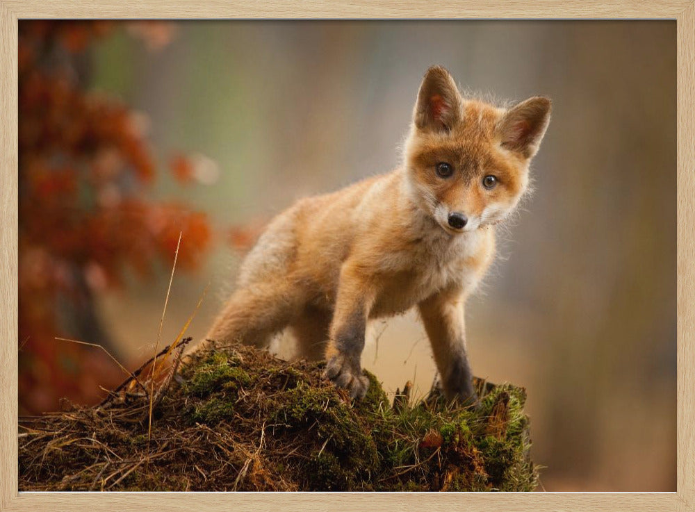 Fox - Stretched Canvas, Poster or Fine Art Print I Heart Wall Art