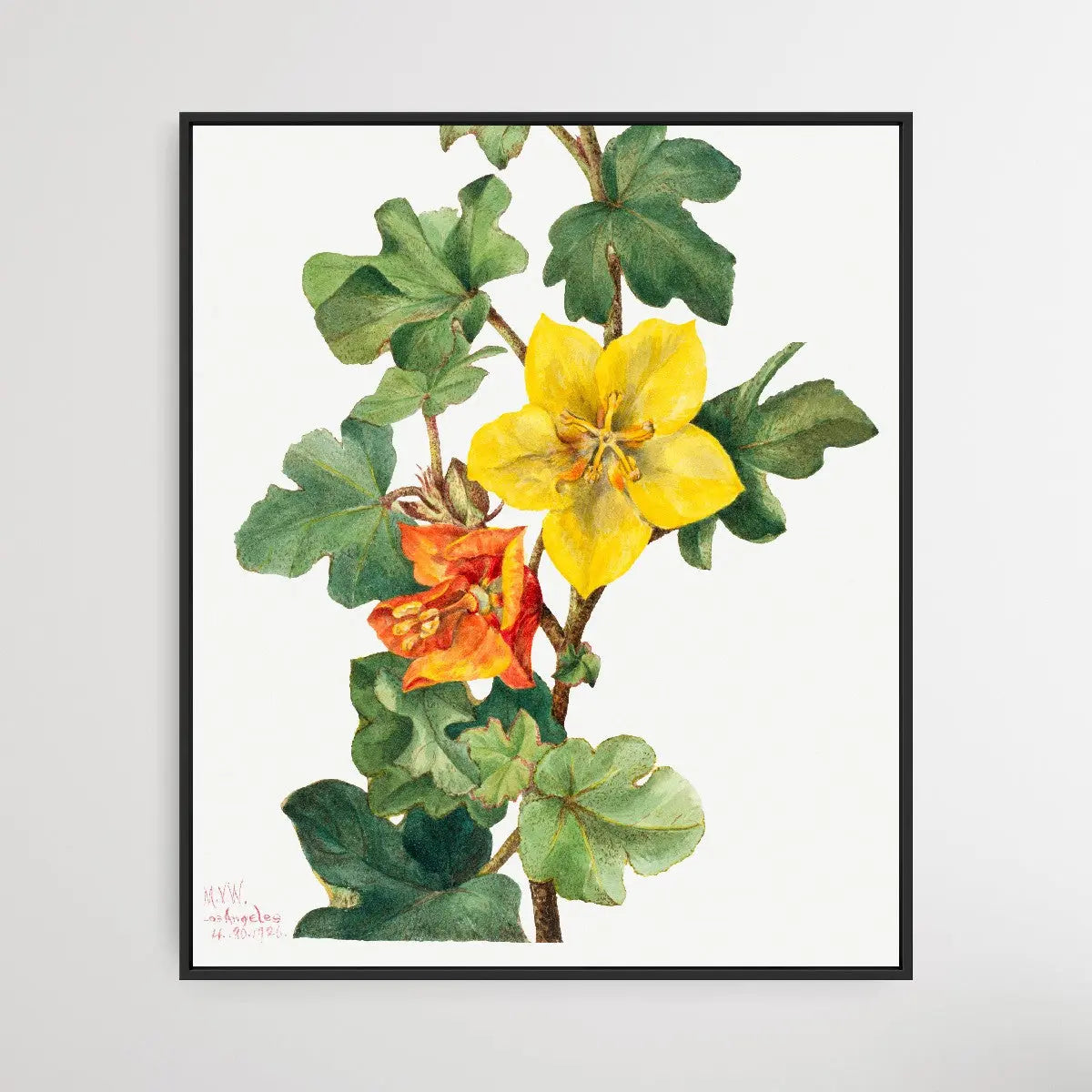 Fremontodendron mexicanum (1926) by Mary Vaux Walcott I Heart Wall Art Australia 