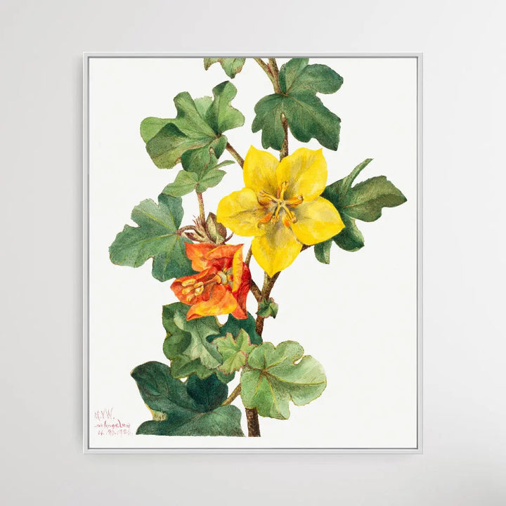 Fremontodendron mexicanum (1926) by Mary Vaux Walcott I Heart Wall Art Australia 