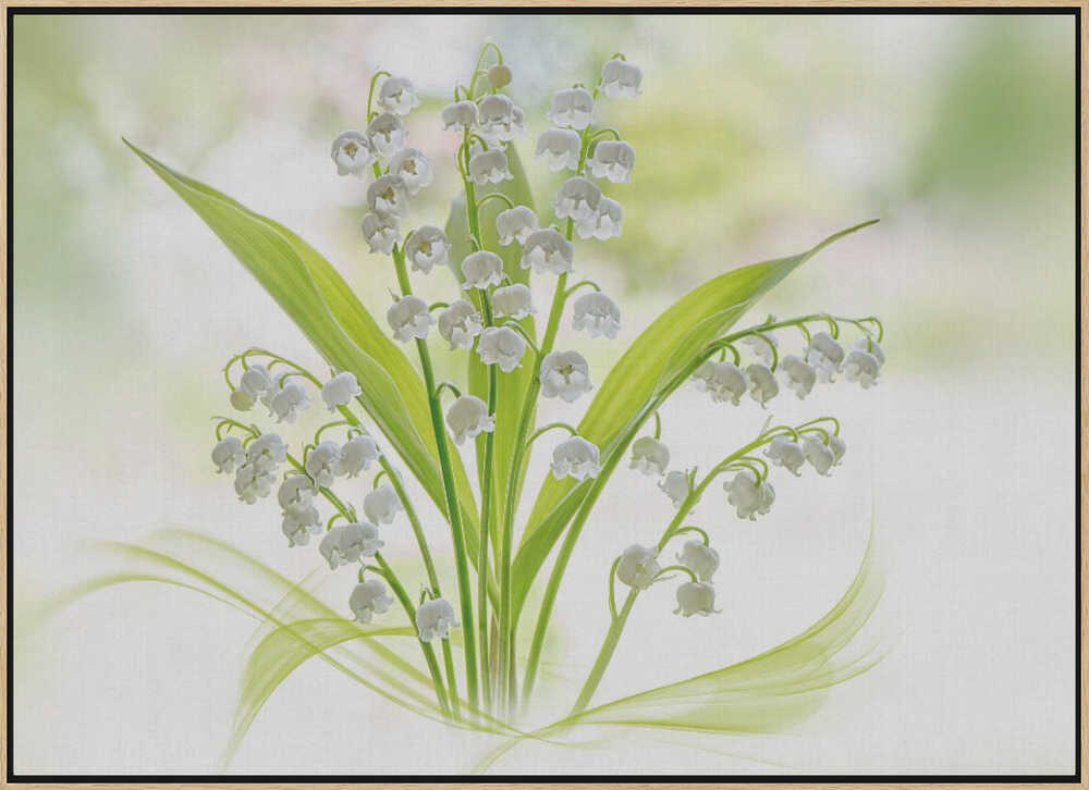 Fresh Lily of the Valley - Stretched Canvas Poster or Fine Art Print