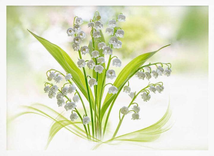 Fresh Lily of the Valley - Stretched Canvas Poster or Fine Art Print