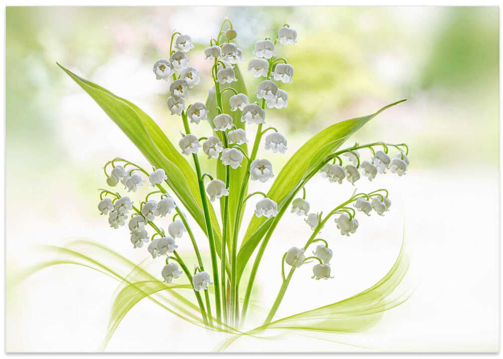 Fresh Lily of the Valley - Stretched Canvas Poster or Fine Art Print