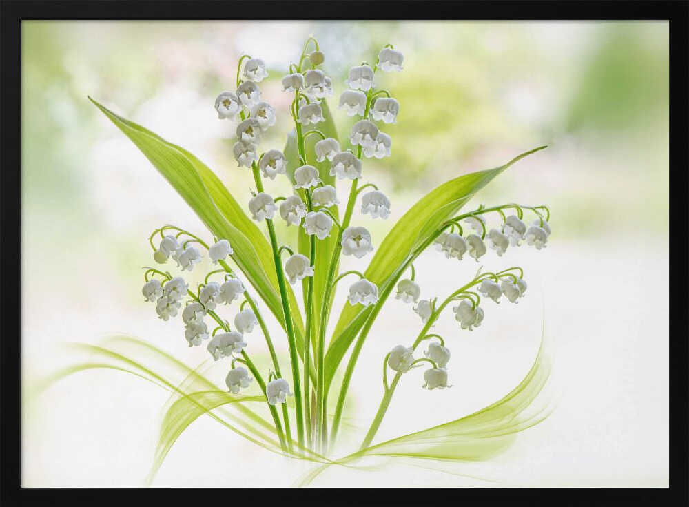 Fresh Lily of the Valley - Stretched Canvas Poster or Fine Art Print