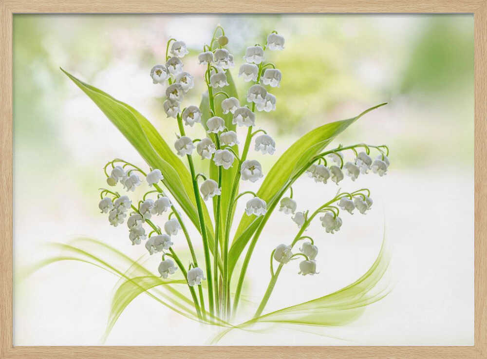 Fresh Lily of the Valley - Stretched Canvas Poster or Fine Art Print